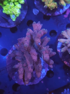 Acropora Millepora Red - comprar online