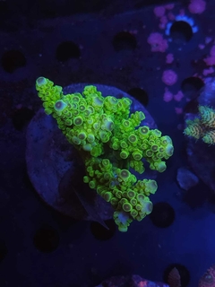 Acropora Florida - comprar online