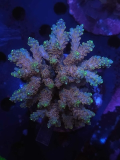 Acropora Microclados - comprar online