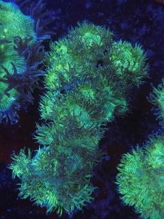Catalaphyllia Jardinei - comprar online