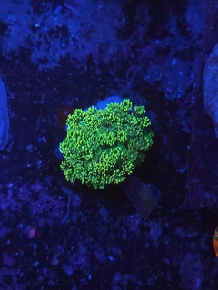 Goniopora green - comprar online