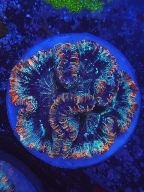 Wellsophyllia Radiata - comprar online