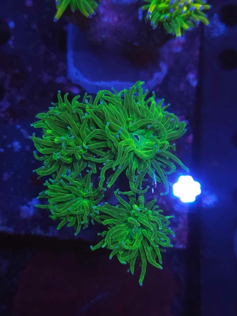 Euphyllia Torch - comprar online