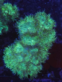 Catalaphyllia Jardinei - comprar online