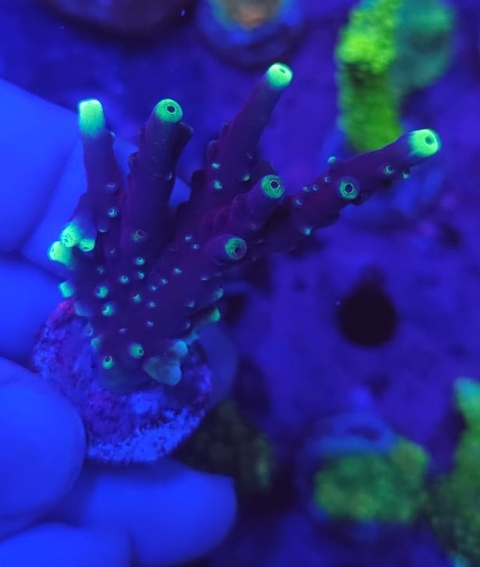 Acropora yellow tip - comprar online