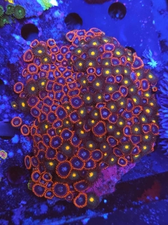 Zoas Spiderman en internet