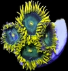 Zoas