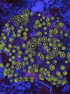 Zoas Indonesia - comprar online