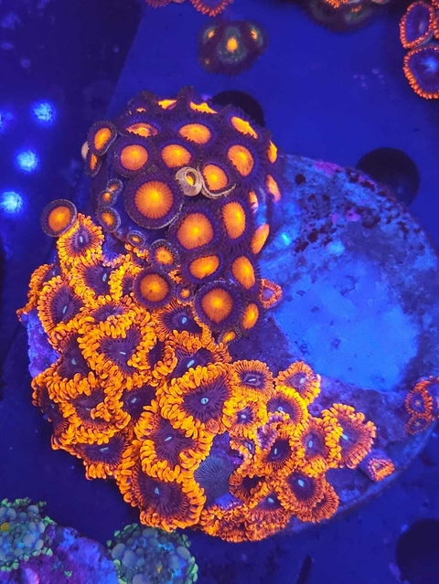 Zoas - comprar online