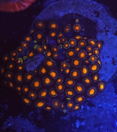 Zoas colonia - comprar online