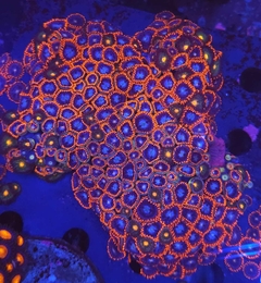 Zoas Spiderman en internet