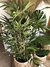 Planta Bamboo