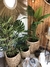 Planta Bamboo - comprar online
