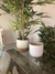 Planta Bamboo - tienda online