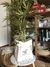 Planta Bamboo en internet