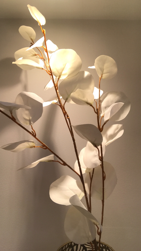 VARA DE EUCALIPTUS BLANCOS