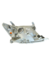 Optica Toyota Hilux 2005/2008 (Izquierda) (Original) (.) - comprar online