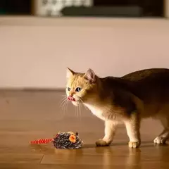 Imagen de GIGWI ACTIVITY MOUSE PET DROID