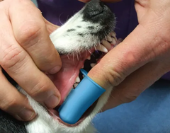 CEPILLO DE DIENTES DEDAL AFP X 6 UN. - pets