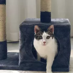 TORRE PARA GATOS 30X50X80 CM - tienda online