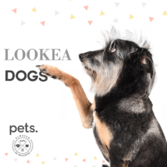 #Lookeadogs Frida