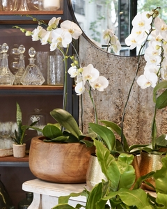 Orquídea en Maceta Madera - comprar online