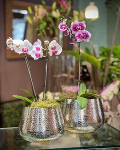 Orquídea en Cuenco Plateado (tres tamaños) - comprar online