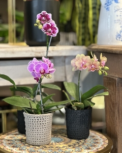 Mini Orquídeas en Maceta Tejida al Crochet