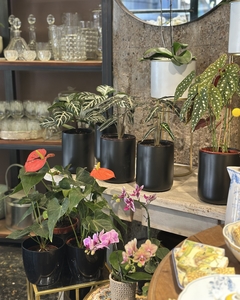 Planta de Interior con Maceta Negra Mate