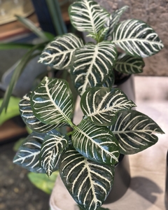 Planta de Interior con Maceta Negra Mate - comprar online