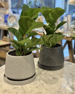 Mini Pandurata en Maceta - comprar online