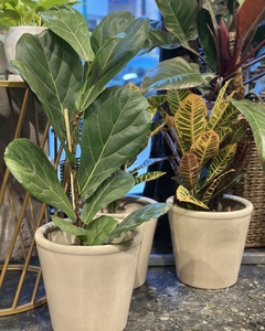 Planta de Interior con Maceta Médium Cerámica Blanca