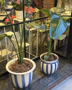 Maceta Rayada azul - comprar online