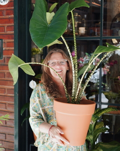 Alocasia