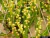 carqueja planta nativa