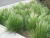 Stipa | Planta Nativa