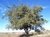 Tala | Árbol Nativo