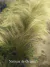 Stipa | Planta Nativa - comprar online
