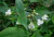 flor de santa lucia rosada planta nativa