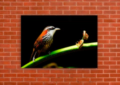 Pájaros 111 - tienda online