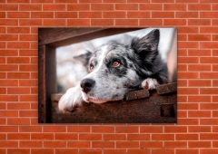 Perros 113 - tienda online