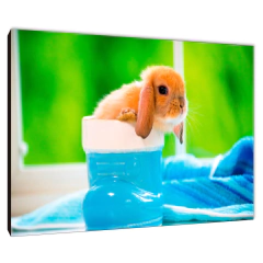 Animales Varios 12