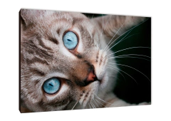 Gatos 147 - comprar online