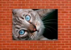 Gatos 147 - tienda online