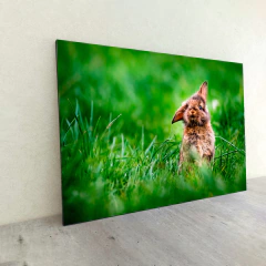 Animales Varios 162 en internet