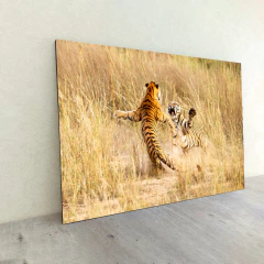 Tigres 19 - MetaXroma