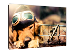 Perros 20 - comprar online
