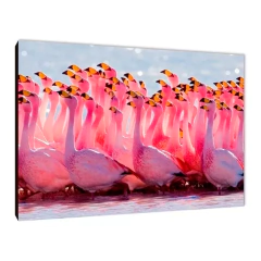 Flamencos 22
