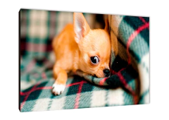 Perros 28 - comprar online