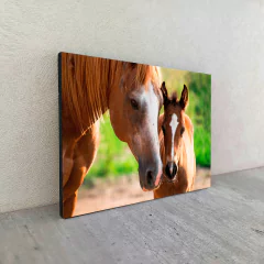 Caballos 34 en internet